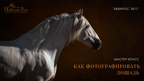 Master-class on equine photography in Equiros'17, Russia