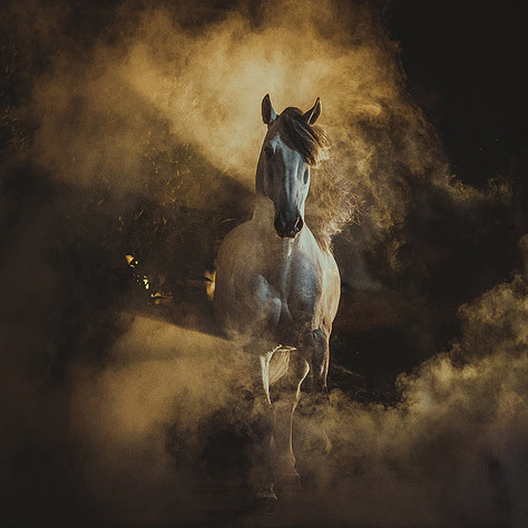 BROWSE THROUGH HUNDREDS OF NEW HORSE PHOTOGRAPHS 