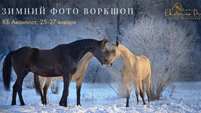 Winter equine photo workshop in Russia